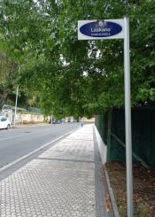 Los árboles nos invaden