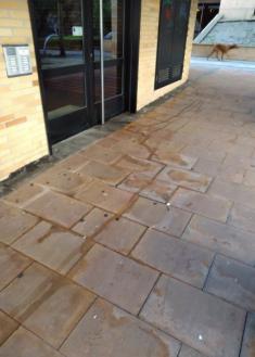 Sacando al perro para hacer un pis