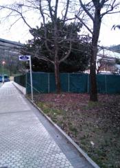 Dos árboles del Paseo Lazkano tiran bolas con pinchos y el Ayuntamiento no responde