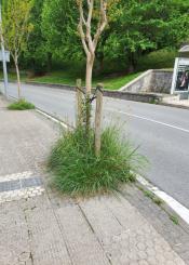 No limpian la maleza