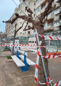 Los árboles sujetan las obras