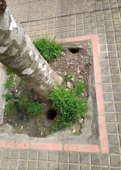 Ratas en plaza pinares