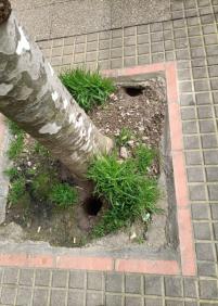 Ratas en plaza pinares