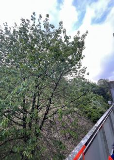 Árbol muy peligroso 