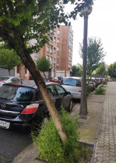 Malas hierbas y dejadez en los árboles Amara Osinaga