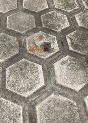 Peligro para el paseante 