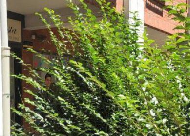 ¿Quién controla la desidia del ayuntamiento?