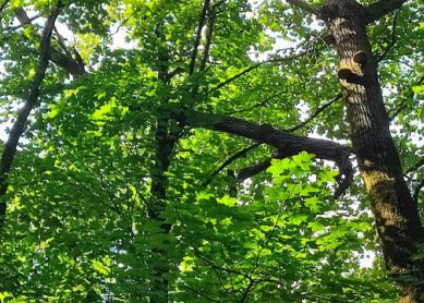 Peligro en el Palacio de Aiete