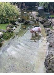 Robando a los patos de la Plaza Gipuzkoa