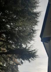 Árboles demasiado altos
