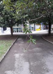 Rama de árbol rota en la plaza Olaeta Ferrerias 