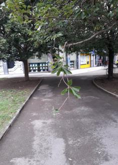 Rama de árbol rota en la plaza Olaeta Ferrerias 