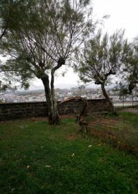 Tamarindo en Urgull