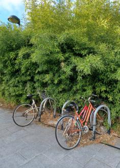 Bicis abandonadas en Manteo
