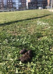 Nuevo parque de Altza lleno de excrementos
