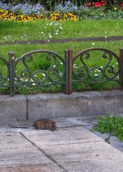 Ratas en Alderdi Eder