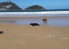 ONDARRETA Y LA CONCHA ¿ESPACIOS PREFERENTES PARA QUE CORRAN LOS PERROS SUELTOS? ¿MONOPOLIOS CANINOS EN LOS ESPACIOS PÚBLICOS? 