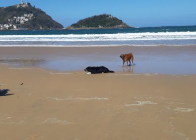ONDARRETA Y LA CONCHA ¿ESPACIOS PREFERENTES PARA QUE CORRAN LOS PERROS SUELTOS? ¿MONOPOLIOS CANINOS EN LOS ESPACIOS PÚBLICOS? 