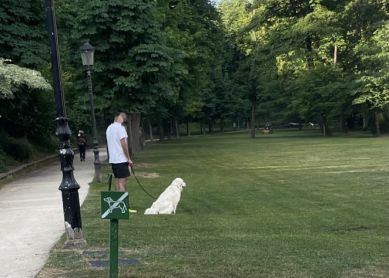 Perros en Cristina Enea