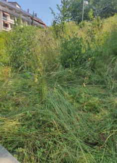Selva en Antiguo