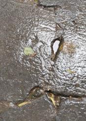 Lamentable estado de las losetas en la Plaza Guipúzcoa