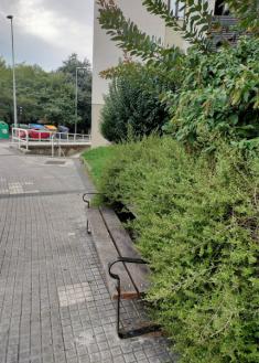 El arbusto que se comió un banco