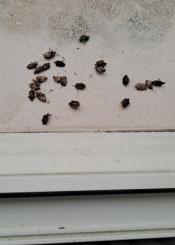 Que el Ayuntamiento elimine la plaga de chinches