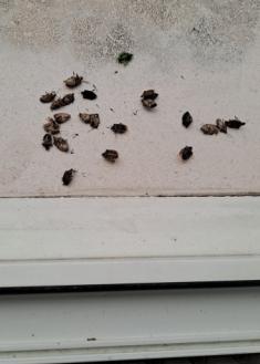 Que el Ayuntamiento elimine la plaga de chinches