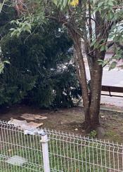 Casas en árboles 