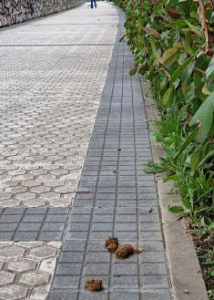 Paseo en Martutene plagado de suciedad de perro