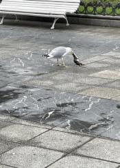 Ratas en la Plaza Easo