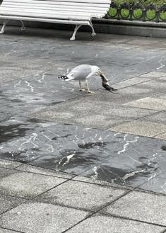 Ratas en la Plaza Easo
