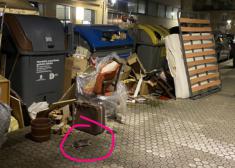 Ratas en el centro de Donostia