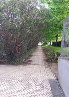 La selva en Errotaburu