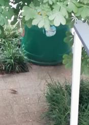 Plaga de ratas