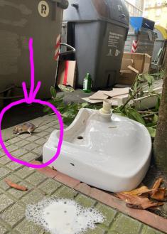 Siguen las ratas en el centro de Donostia