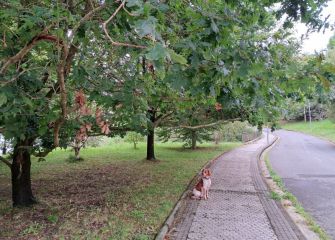 Paseo de los enanos