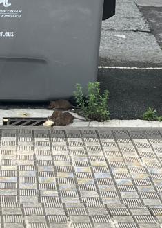 Ratas