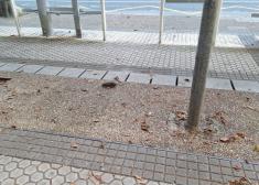 Ratas en la Avda. de Madrid