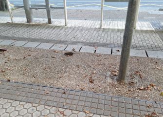 Ratas en la Avda. de Madrid