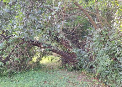 Árbol caído en el parque villa Luisa