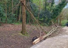 Peligro por árboles en Katalina Eleizegi 