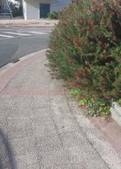 Crecimiento sin control de plantas