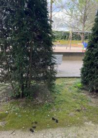 Excrementos de perros en el parque de Aiete
