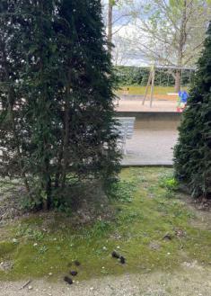 Excrementos de perros en el parque de Aiete