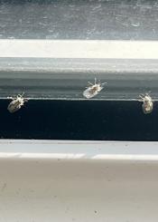 Plaga en la calle Felipe IV