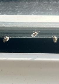 Plaga en la calle Felipe IV