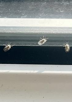 Plaga en la calle Felipe IV