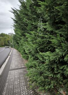 Cortar el seto de pinos que sobresale en la acera de Paseo Berio