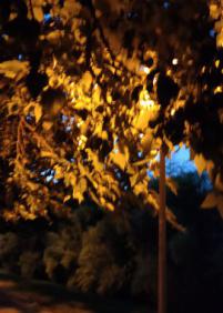 Árboles sin podar